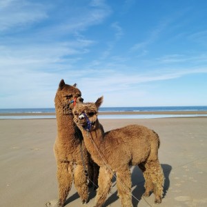 Normandy Alpaca Farm Walking Experience