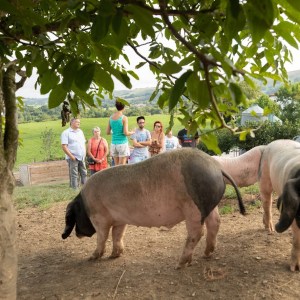 Basque Animal Farm Experience