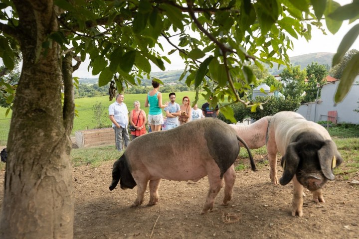 Basque Animal Farm Experience