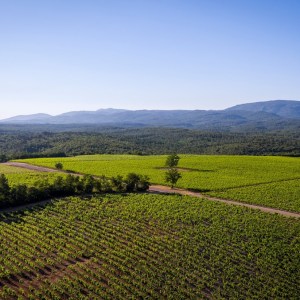 Provence Immersive Wine Experience