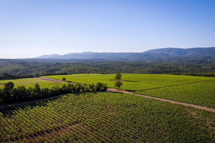 Provence Immersive Wine Experience