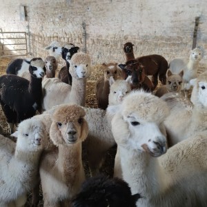 Normandy Alpaca Farm Walking Experience