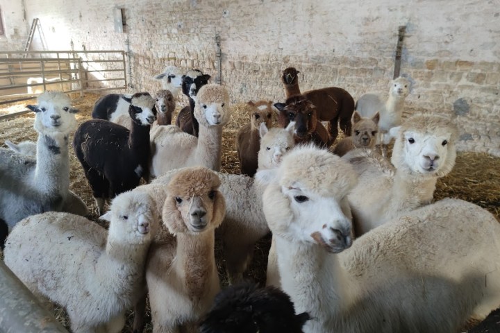 Normandy Alpaca Farm Walking Experience