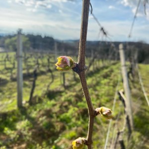 Tuscany Wine Tasting Experience