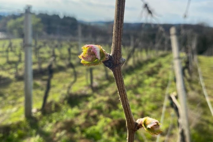 Tuscany Wine Tasting Experience