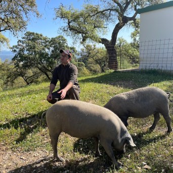 Route of Jabugo Iberian Pig Experience