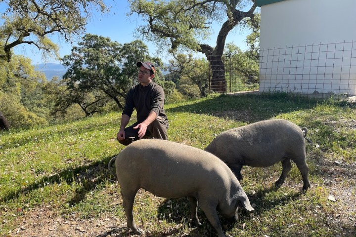 Route of Jabugo Iberian Pig Experience