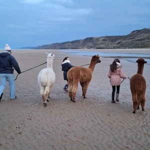 Normandy Alpaca Farm Walking Experience