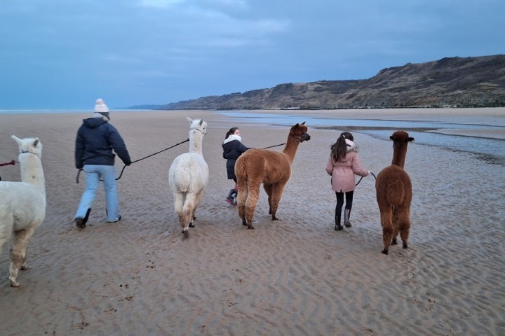 Normandy Alpaca Farm Walking Experience