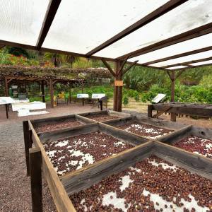 Gran Canarias Coffee Experience
