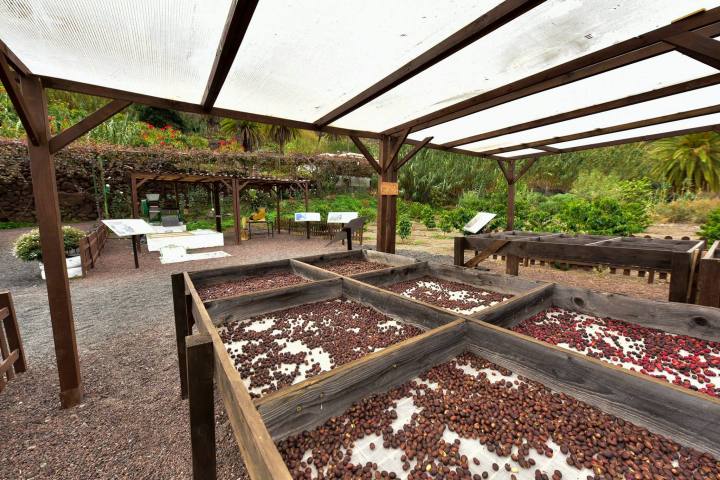 Gran Canarias Coffee Experience