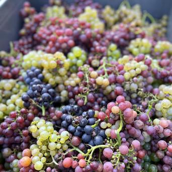 Discovery & Tasting Alsace Wine