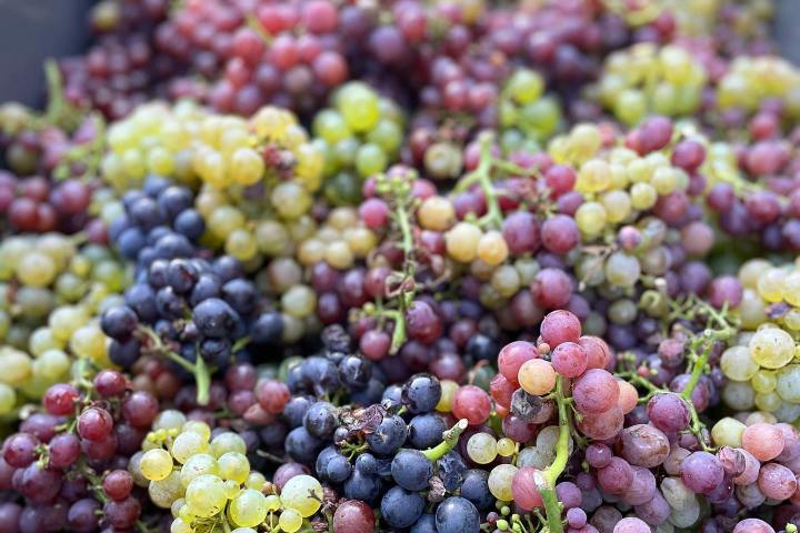 Discovery & Tasting Alsace Wine