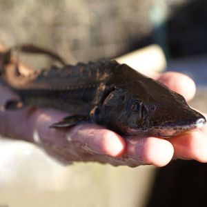 Caviar Tasting & Guided Experience