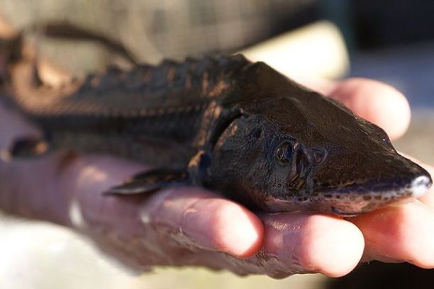 Caviar Tasting & Guided Experience
