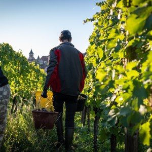 Alsace Vintage Wine Tasting Experience