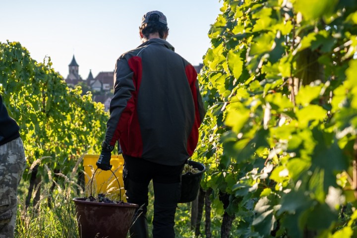 Alsace Vintage Wine Tasting Experience
