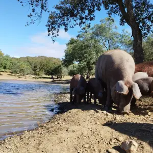 Iberian Pig Farm Experience