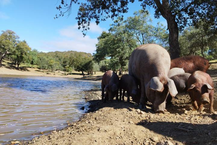 Iberian Pig Farm Experience