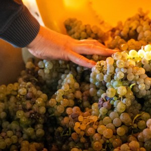 Alsace Vintage Wine Tasting Experience