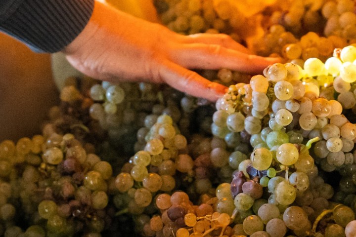 Alsace Vintage Wine Tasting Experience