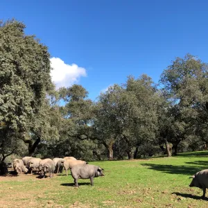 Iberian Pig Farm Experience