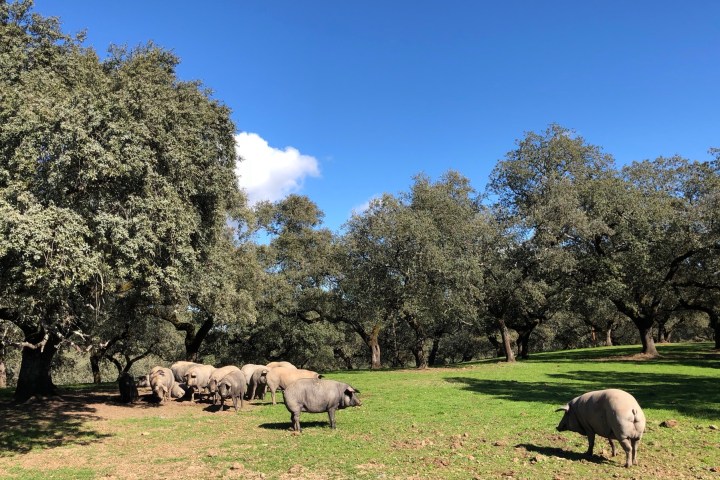 Iberian Pig Farm Experience