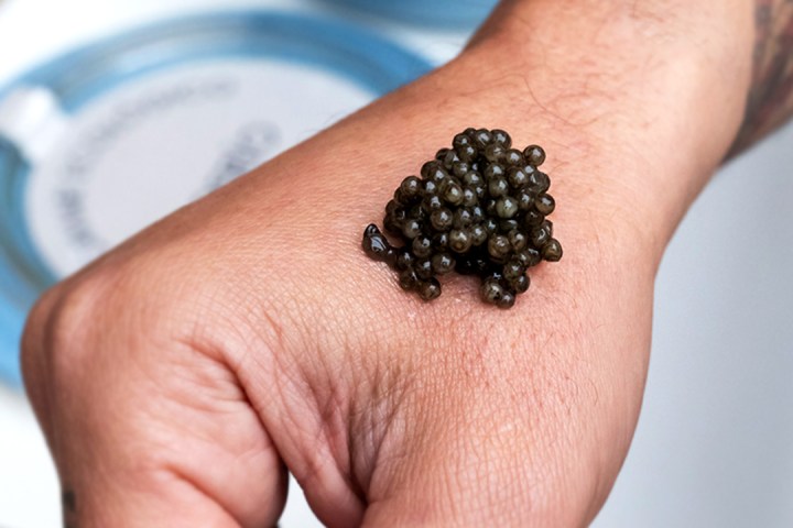 Caviar Tasting & Guided Experience