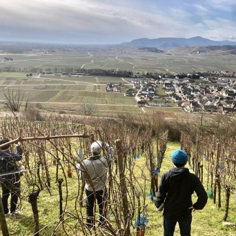 Discovery & Tasting Alsace Wine