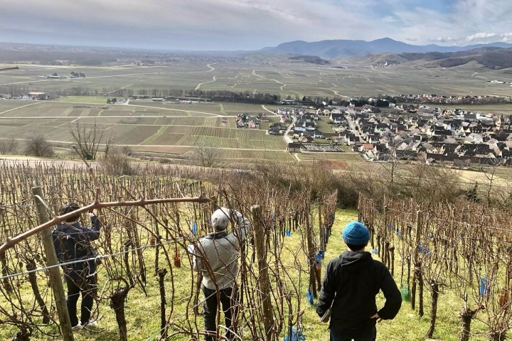 Discovery & Tasting Alsace Wine