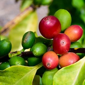 Gran Canarias Coffee Experience