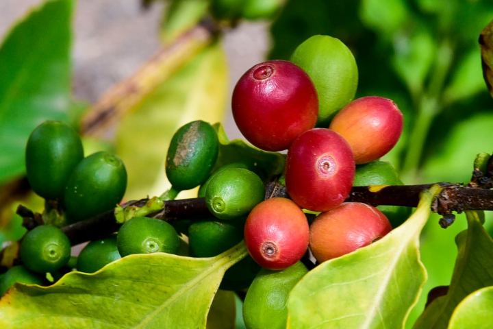 Gran Canarias Coffee Experience