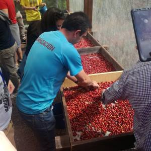 Gran Canarias Coffee Experience