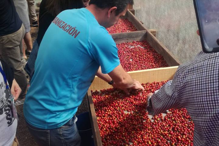 Gran Canarias Coffee Experience