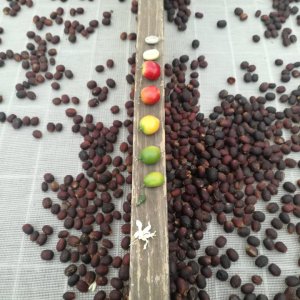 Gran Canarias Coffee Experience