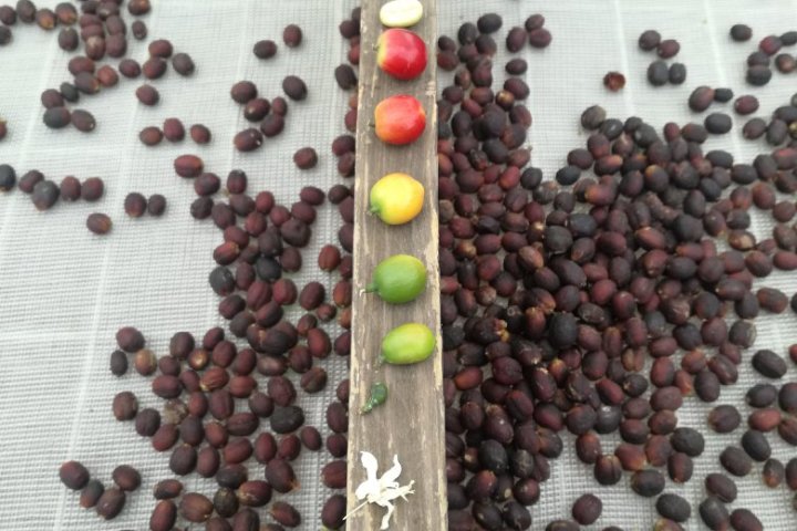 Gran Canarias Coffee Experience