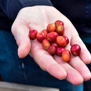 Gran Canarias Coffee Experience