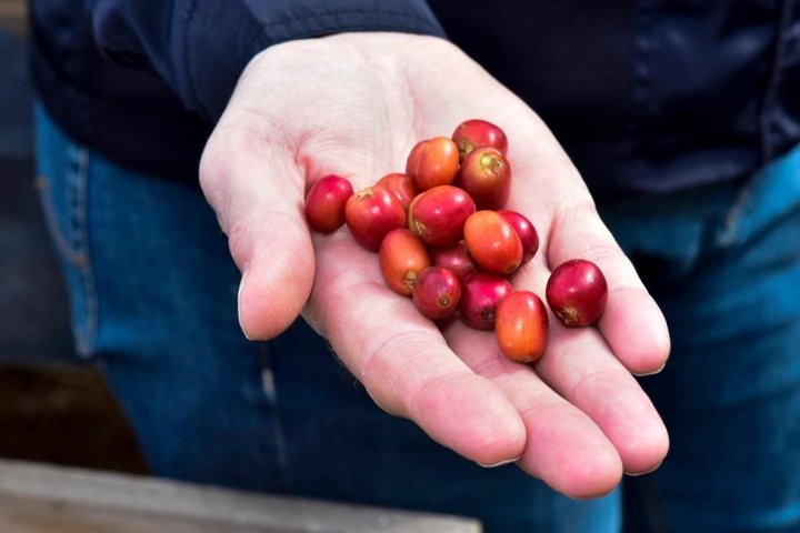 Gran Canarias Coffee Experience