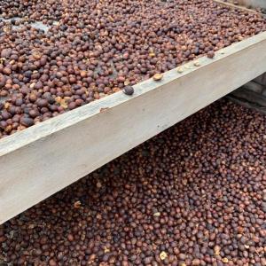 Gran Canarias Coffee Experience