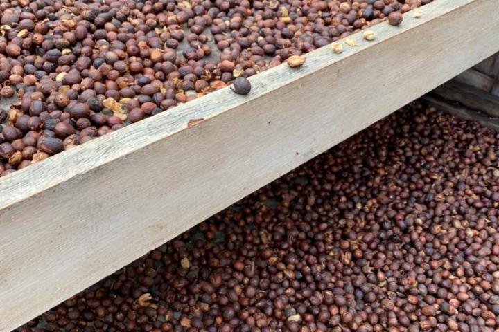 Gran Canarias Coffee Experience