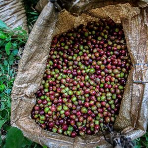 Gran Canarias Coffee Experience