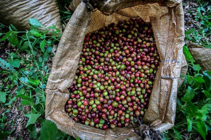 Gran Canarias Coffee Experience