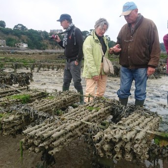 Cancale Oyster Farm Walking Experience