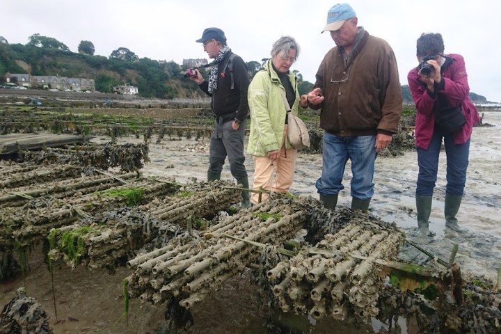 Cancale Oyster Farm Walking Experience