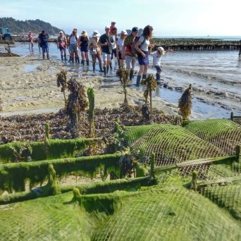 Cancale Oyster Farm Walking Experience