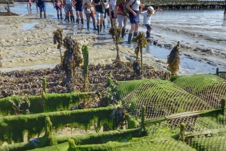 Cancale Oyster Farm Walking Experience