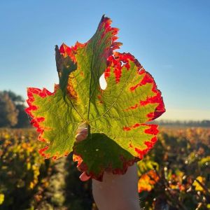 Bordeaux Vertical Wine Experience