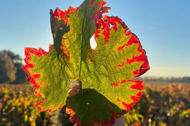 Bordeaux Vertical Wine Experience