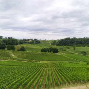 Winemaker's Picnic & Visit Experience