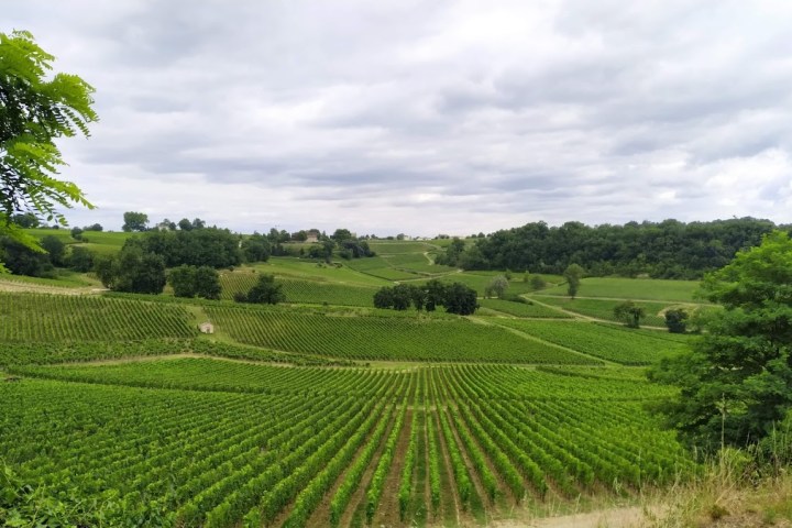 Winemaker's Picnic & Visit Experience